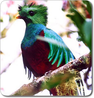 http://www.viaturtravel.net/Portals/0/Quetzal1.jpg